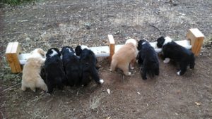 7-pups-at-feeder-2